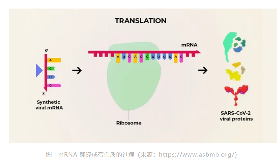 新冠变异毒株肆虐,mRNA疫苗或催生4700亿年销售市场!国内布局企业一览医药新闻-ByDrug-一站式医药资源共享中心-医药魔方