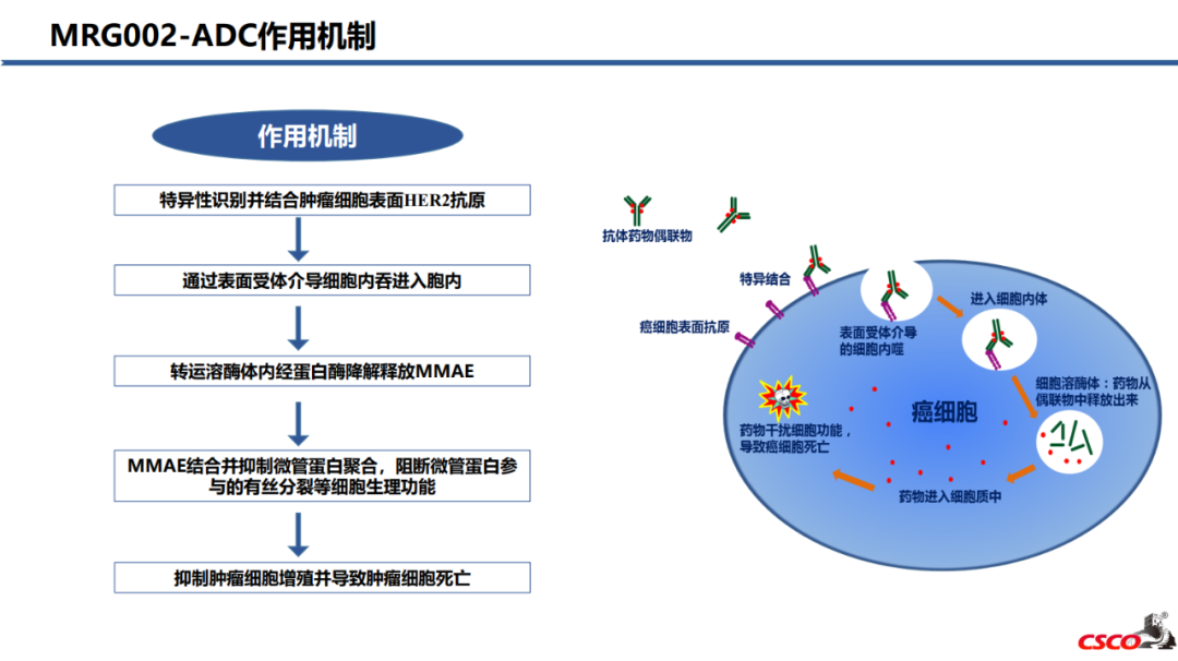CSCO2021丨江泽飞教授:原创引领抗HER2未来,新型ADC药物MRG002 Ⅱ期研究崭露头角医药新闻-ByDrug-一站式医药资源共享 ...
