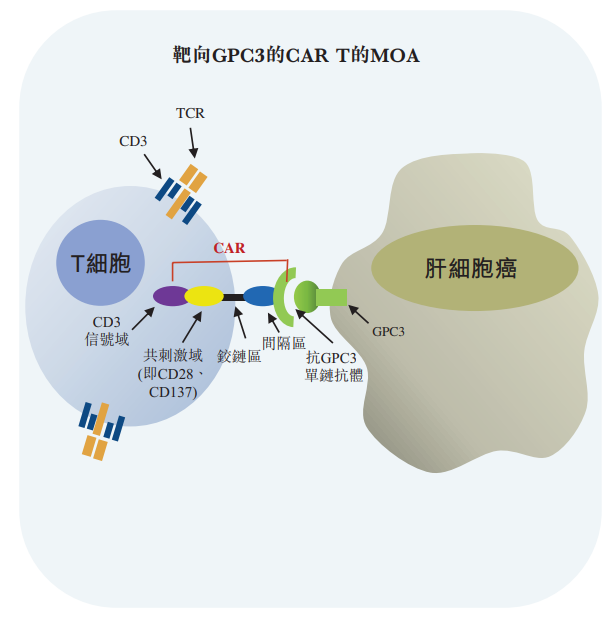 GPC3研发火热，有望突破CAR-T治疗实体瘤禁区医药新闻-ByDrug-一站式医药资源共享中心-医药魔方