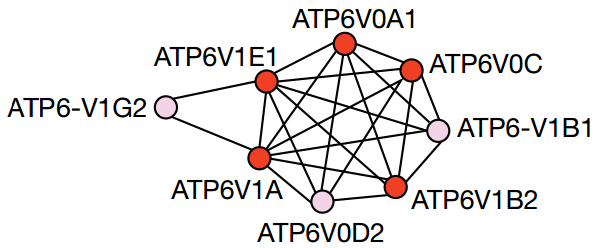 的癌细胞中进行了筛选,发现了v-atpase等四大类与大胞饮有关的基因
